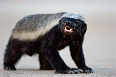 The Game Lodge Index Fun Facts About Honey Badgers