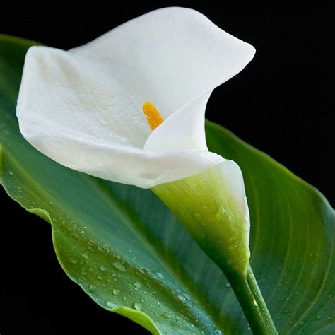 Lilly Flower Calla Lily Flowers Calla Lillies Big Flowers Flowers