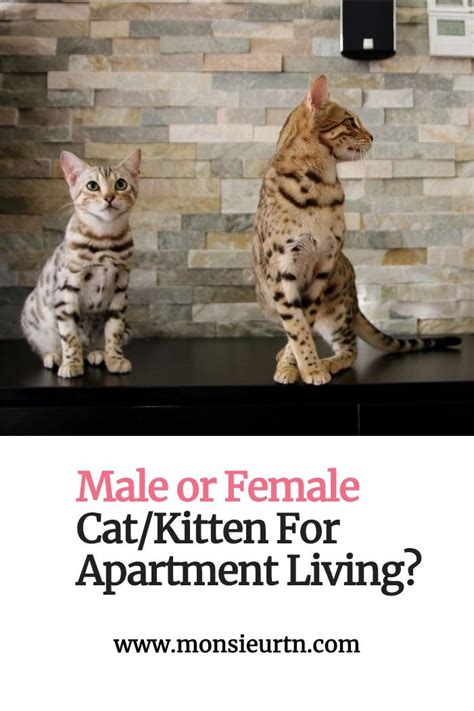 Male Vs Female Cat Kitten Which Gender Should You Adopt Artofit