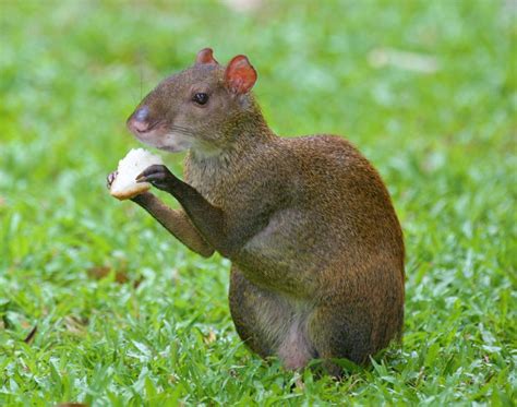 Agouti Learn About Nature