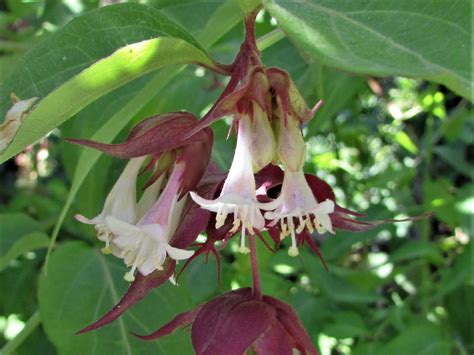 Typically, berries are juicy, rounded, brightly colored, sweet, sour or tart, and do not have a stone or pit, although many pips or seeds may be present. Pheasant Berry