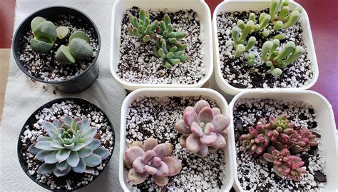 Succulents like wider shallower pots so they can spread and multiply.they like sandy soil.and instead of mulch on top the soil.some pea gravel with a few stones.makes them happier.if they get tall they usually fall over and root again where they fall.i love. Hello, my name is Jenn, and i have a succulent addiction ...