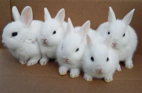 Cute White Baby Rabbit Best Wallpaper Baltana