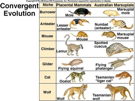 Anteater Lemur Convergent Evolution Numbat Natural Ecosystem