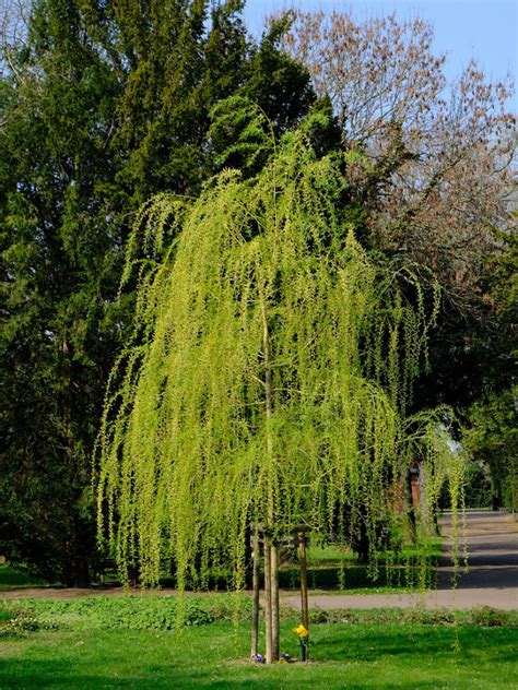 Different Willows Common Varieties Of Willow Trees And Shrubs