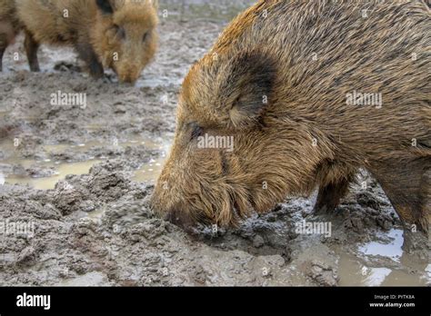 Two Feeding Wild Boar Sus Scrofa In A Mud Pool With Stagnant Water