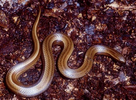 Cobra Branca Da Cabeça Preta
