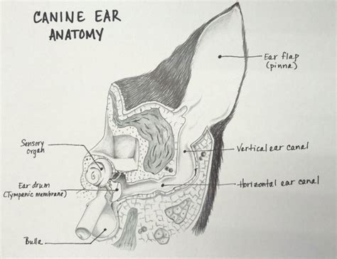 Dog Ears Anatomy