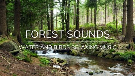 A Relaxing Sound Of Water Birds Singing Listen And Relax With This Nature Sounds Youtube
