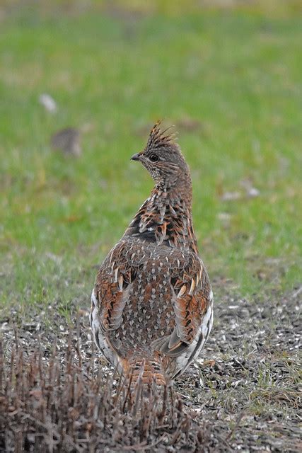 Flickr The Phasianidae Grouse Pheasants And Partridges Pool