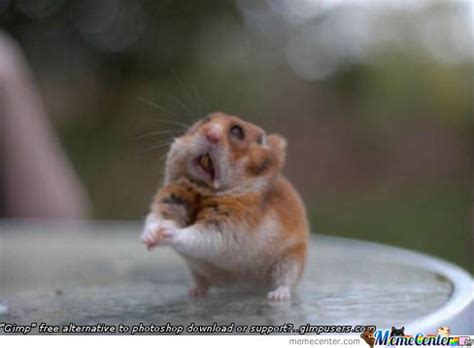 Check spelling or type a new query. Begging Rat by bemar.dayot - Meme Center