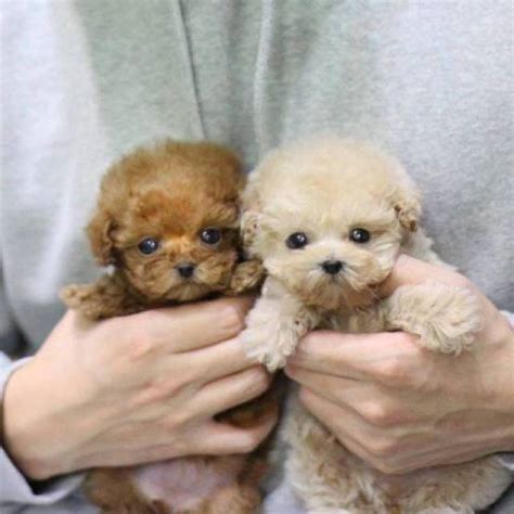 Find pomeranian puppies and breeders in your area and helpful pomeranian information. MICRO TEACUP PUPPIES AVAILABLE FOR SALE - Los Angeles ...