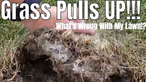 How Do I Kill Grub Worms In My Lawn