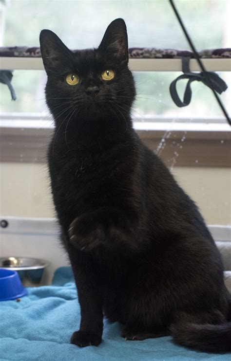Maybe you would like to learn more about one of these? Kitsap Humane Society | Pet of the Week - Skye