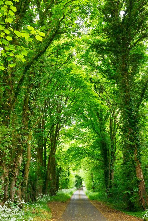 Free Images Tree Nature Countryside Sunlight Leaf Green Canopy