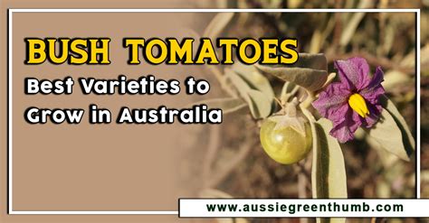 Bush Tomatoes Best Varieties To Grow In Australia