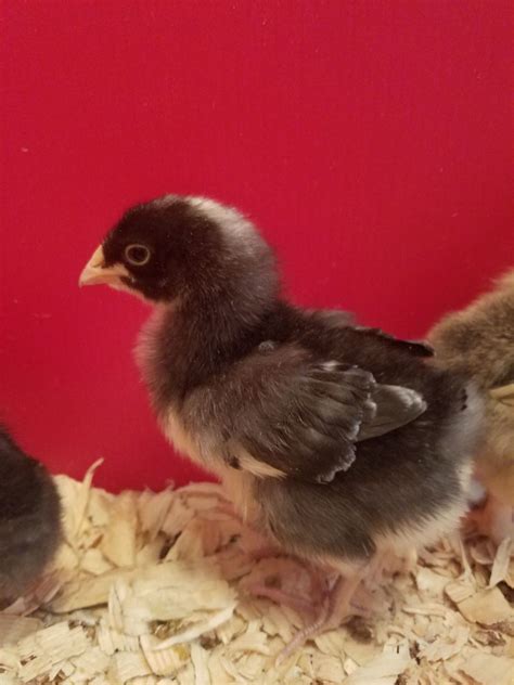 Wingfeather Sexing Chicks Backyard Chickens Learn How To Raise