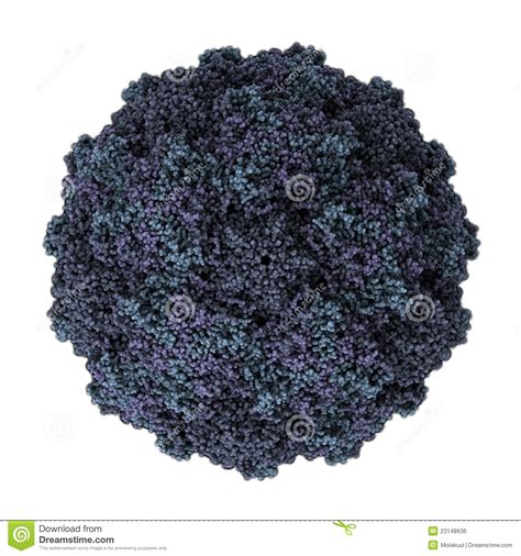 It is strikingly similar to known icosahedral plant rna viruses. Human Rhinovirus Royalty Free Stock Image - Image: 23148636