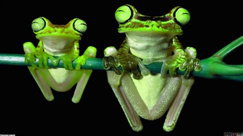 More images for cute frog wallpaper » 72+ Cute Frog Wallpaper on WallpaperSafari