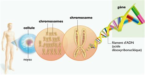 Les Chromosomes Dans Les Cellules