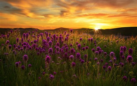 Wallpaper Purple Flowers Field Grass Sunset 1920x1200 Hd Picture Image