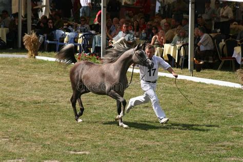 Arabian Horse Championship Editorial Stock Photo Image Of Breed
