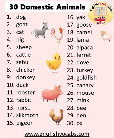 30 Domestic Animals Name English Vocabs