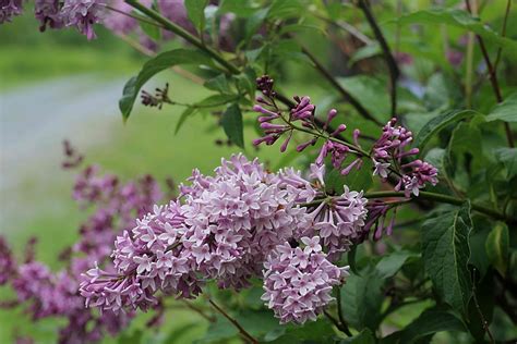 Five Lovely Spring Lilac Recipes Walkerland Lilac Flowers Spring
