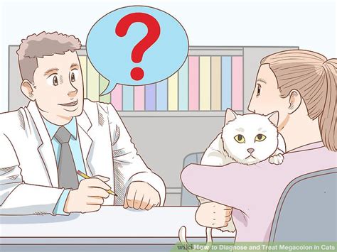 Cats are carnivores, so your furry friend your cat may develop this because her colon muscle doesn't contract properly; 3 Ways to Diagnose and Treat Megacolon in Cats - wikiHow