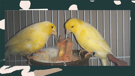 Yellow Canary Breeding 2020 Youtube
