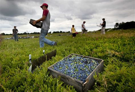 Fear of losing blueberry growers as prices drop, crop soars