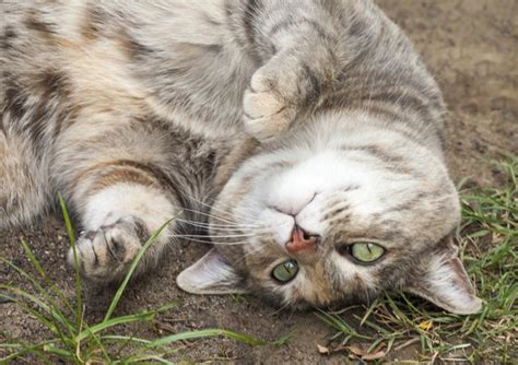 Think of it like a cat's normal activities. Why Do Cats Roll Around After Mating? | Cuteness