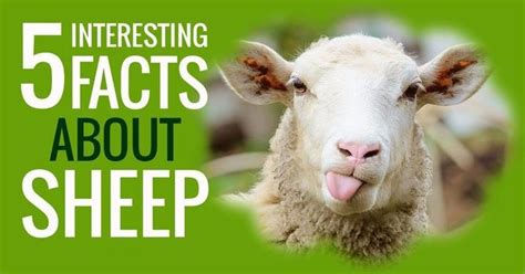 5 Things You Didnt Know About Sheeps Life Fun Facts For Kids Fun
