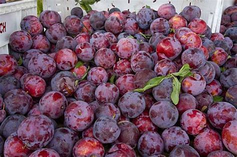 Santa rosa plums fall into the japanese plum species, tending to be larger, rounder and firmer than fruit from european plum species. Santa Rosa Plum Tree Profile - SeedWise - SeedWise.com