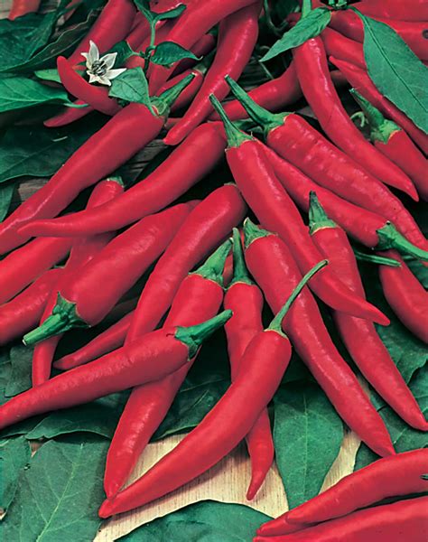 Maybe you would like to learn more about one of these? Get Growing Pepper Hot Red-(Hot) Cayenne|Mr Fothergill's ...