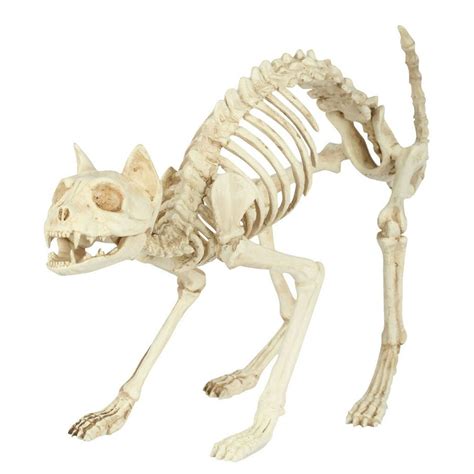 Skeleton Cat