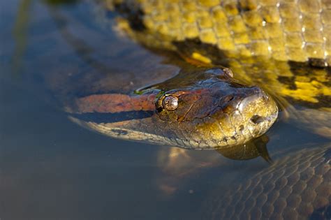 Anakonda Reptil Snake Kostenloses Foto Auf Pixabay Pixabay