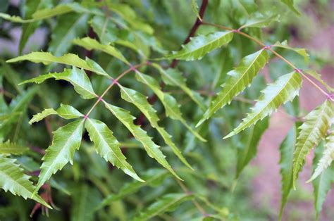 Garden safe brand neem oil extract concentrate is an effective fungicide for the prevention and control of various fungal diseases including powdery mildew, black spot, downy mildew, anthracnose, rust, leaf spot, botrytis, needle rust, scab and flower, twig and tip blight, and alternaria. Neem Tree Growth And Care - Learn About Neem Tree Benefits ...