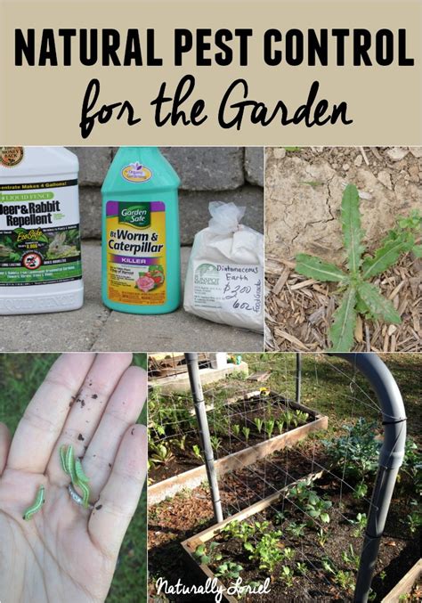 natural pest control for the garden