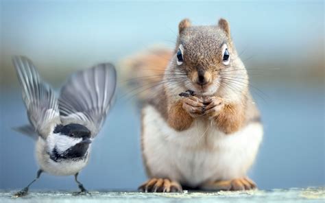 Wallpaper Squirrel And Bird Photography 1920x1200 Hd Picture Image