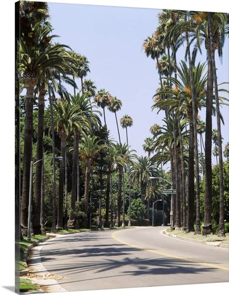 Palm Trees Along A Road City Of Los Angeles California