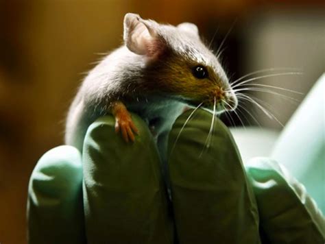 Extra Female Gene Creates Insatiable Male Sex Drive In Mice