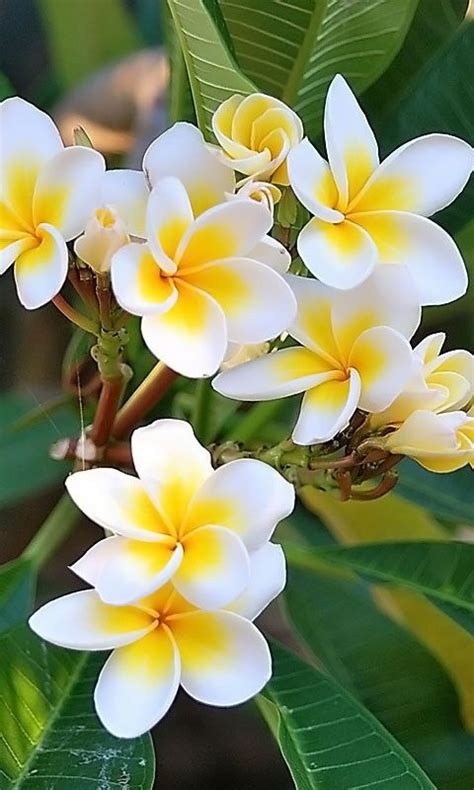 Download 480x800 White Flowers Plumeria Cell Phone Wallpaper