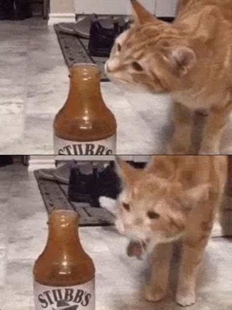 Meme Generator Cat Smelling Sauce Newfa Stuff