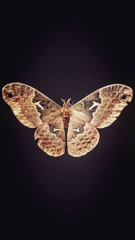 Moth Insects Butterfly Iphone Wallpapers Backgrounds Posters