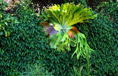 Montapis teppich dschungel mit seinen warmen naturtönen und floralen mustern entführt uns dieser wunderschöne kelim gedanklich raus in die welt des dschungels. Dschungel-Teppich Wand U. Staghorn Stockfoto - Bild von ...