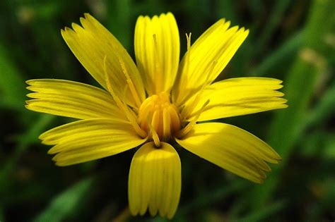 Yellow Wild Flowers With Thin Petals Free Image Download