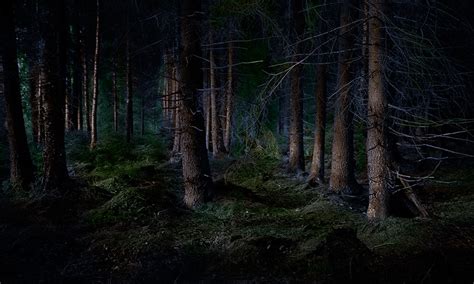 Dark Forest Scenery High Performance Photo And Video