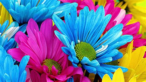 Gerbera Daisy Wallpapers 26 Images Inside