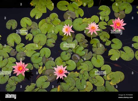 Cluster Lilies Hi Res Stock Photography And Images Alamy